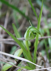 Pterostylis graminea graminea