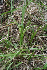 Pterostylis graminea graminea