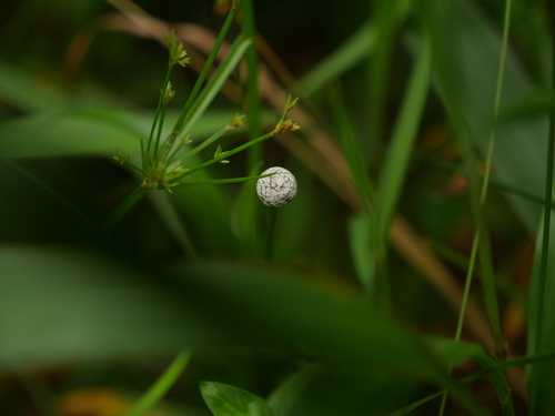 Eriocaulon sexangulare iNat (2)