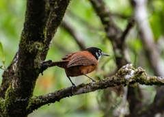 Cantorchilus nigricapillus