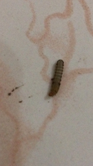 Lepidoptera