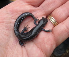 Blue-Spotted Salamander photo 3
