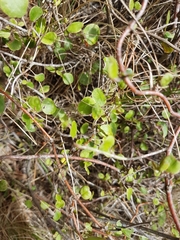 Muehlenbeckia complexa