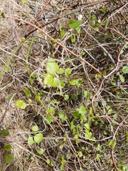 Muehlenbeckia complexa