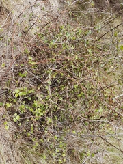 Muehlenbeckia complexa