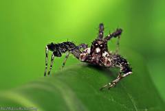 Portia labiata