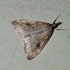 Udea profundalis