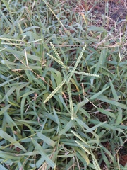 Paspalum pubiflorum pubiflorum