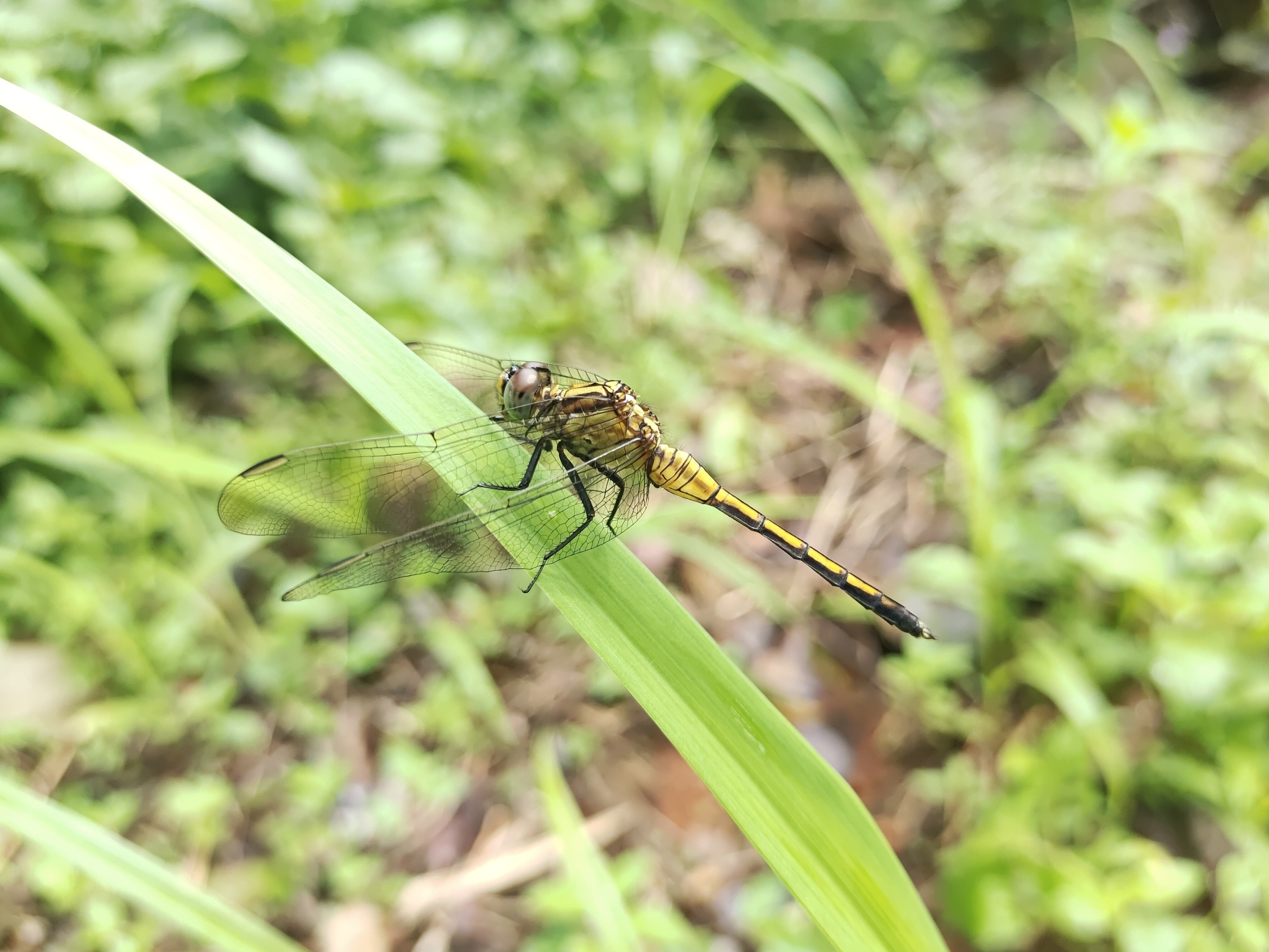 Marsh Skimmer