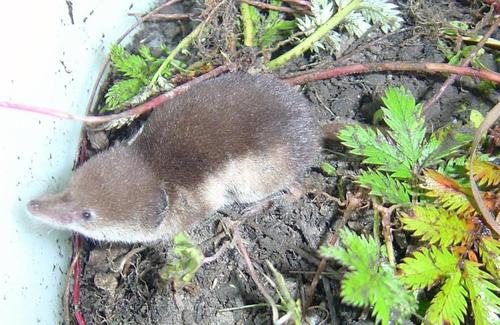 Tundra Shrew (Sorex tundrensis) — Least Concern Mammalia