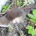 Tundra Shrew - Photo Andrew Hope, USGS, no known copyright restrictions (public domain)