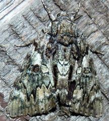 Catocala lacrymosa