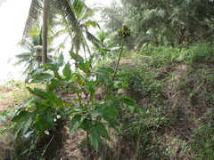 Tacca leontopetaloides