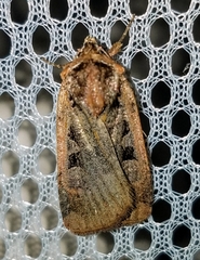 Parabagrotis formalis