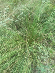 Sporobolus compositus