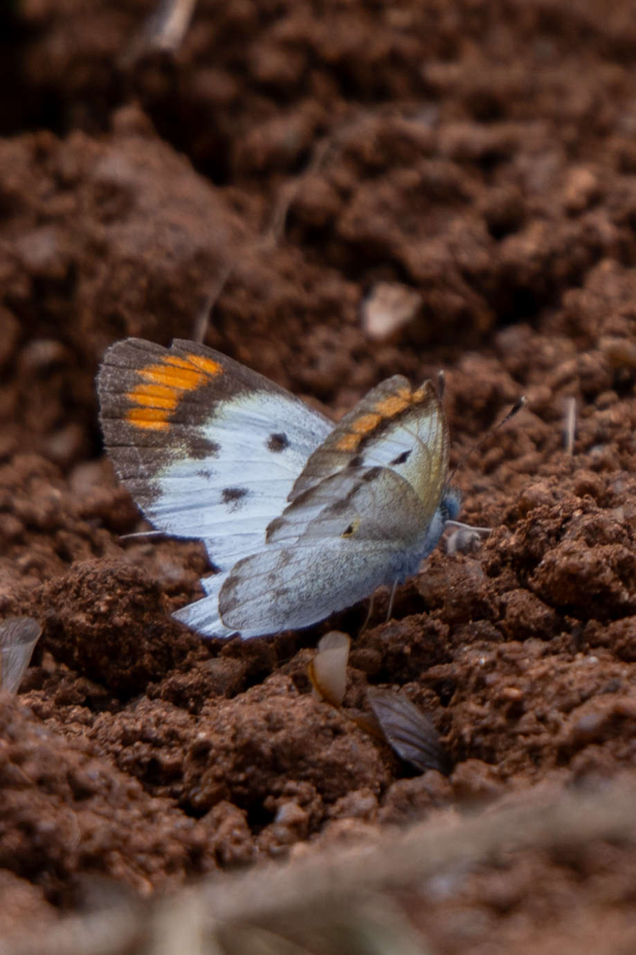 Little Orange-Tip