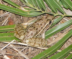 Lithobates magnaocularis