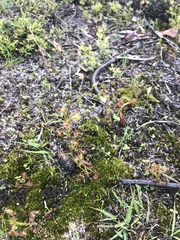 Drosera peltata
