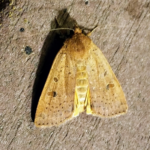 Lesser Yellow Underwing photo 4