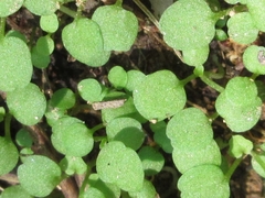 Cardamine parviflora