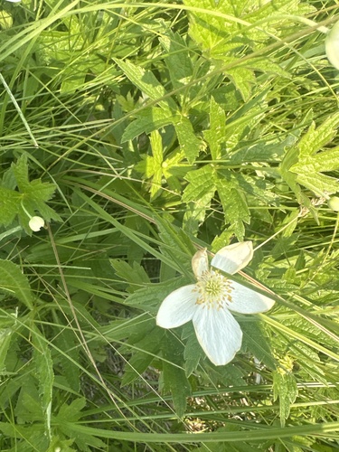 Canada anemone