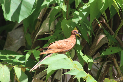 Enggano Cuckoo-Dove (Macropygia cinnamomea), photo 3