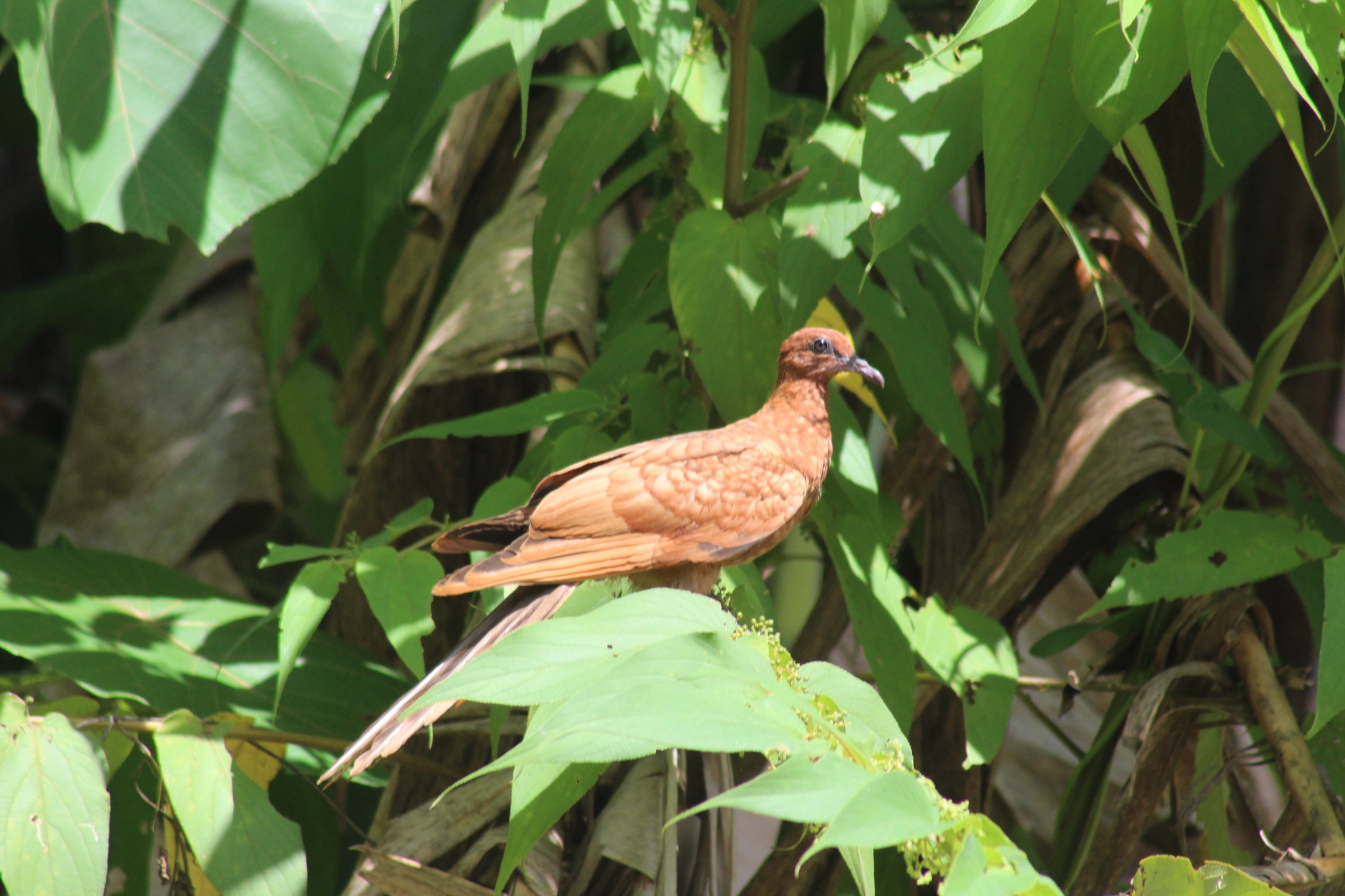 Enggano Cuckoo-Dove (Macropygia cinnamomea), photo 1