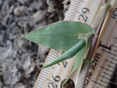 Urochloa reptans