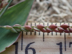 Urochloa reptans
