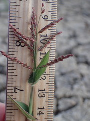Urochloa reptans