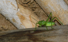 Neobarrettia hakippah