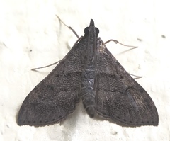 Omiodes localis
