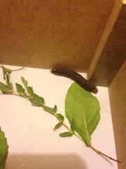 Proserpinus terlooii