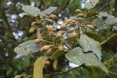 Hampea appendiculata image