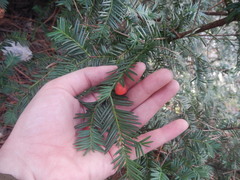 Taxus globosa