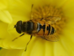 Eristalis kyokoae