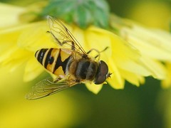 Eristalis kyokoae