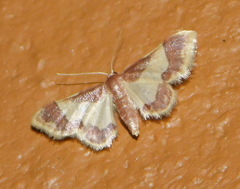 Idaea basinta
