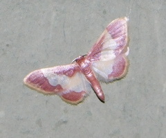 Idaea basinta