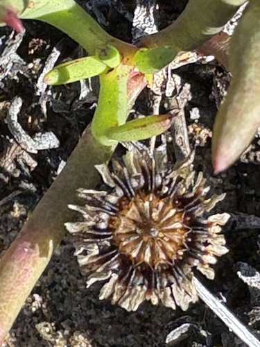 Southern Beachfig (Jordaaniella maritima)