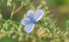 Pseudozizeeria maha