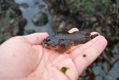 Hemilepidotus hemilepidotus