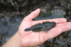 Clinocottus globiceps