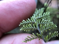 Adenophorus tamariscinus