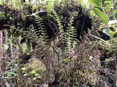 Adenophorus tamariscinus