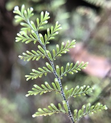 Adenophorus tamariscinus