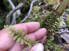 Adenophorus tamariscinus