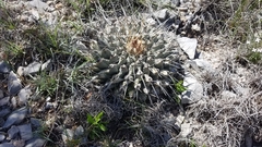 Thelocactus rinconensis rinconensis