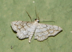 Scopula calotis