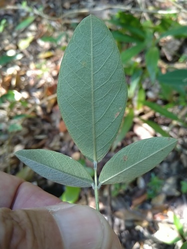 Image of Wild Pea (Grona nemorosa) by (c) Tony van Kampen, some rights reserved (CC BY)